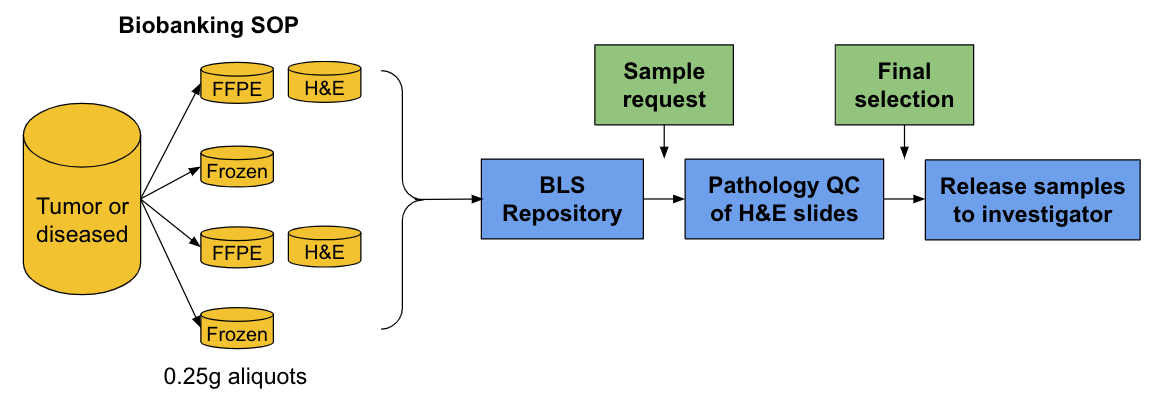 Biobank standard operating procedures showing how a tumor becomes FFPE, frozen (with or  without H&E) at .25g aliquots, then goes to the BLS repository, pathology QC of H&E slides, and finally samples are released to the investigator