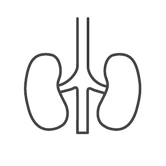 kidney  icon